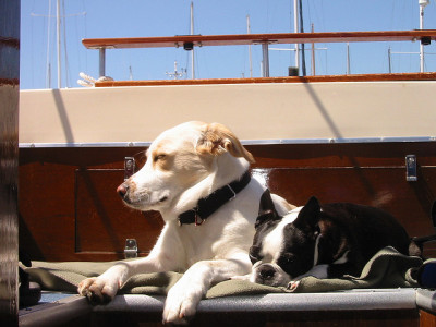 dogs on a boat