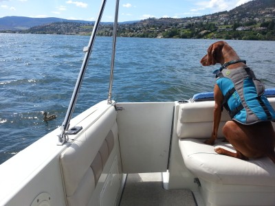 dog life jacket