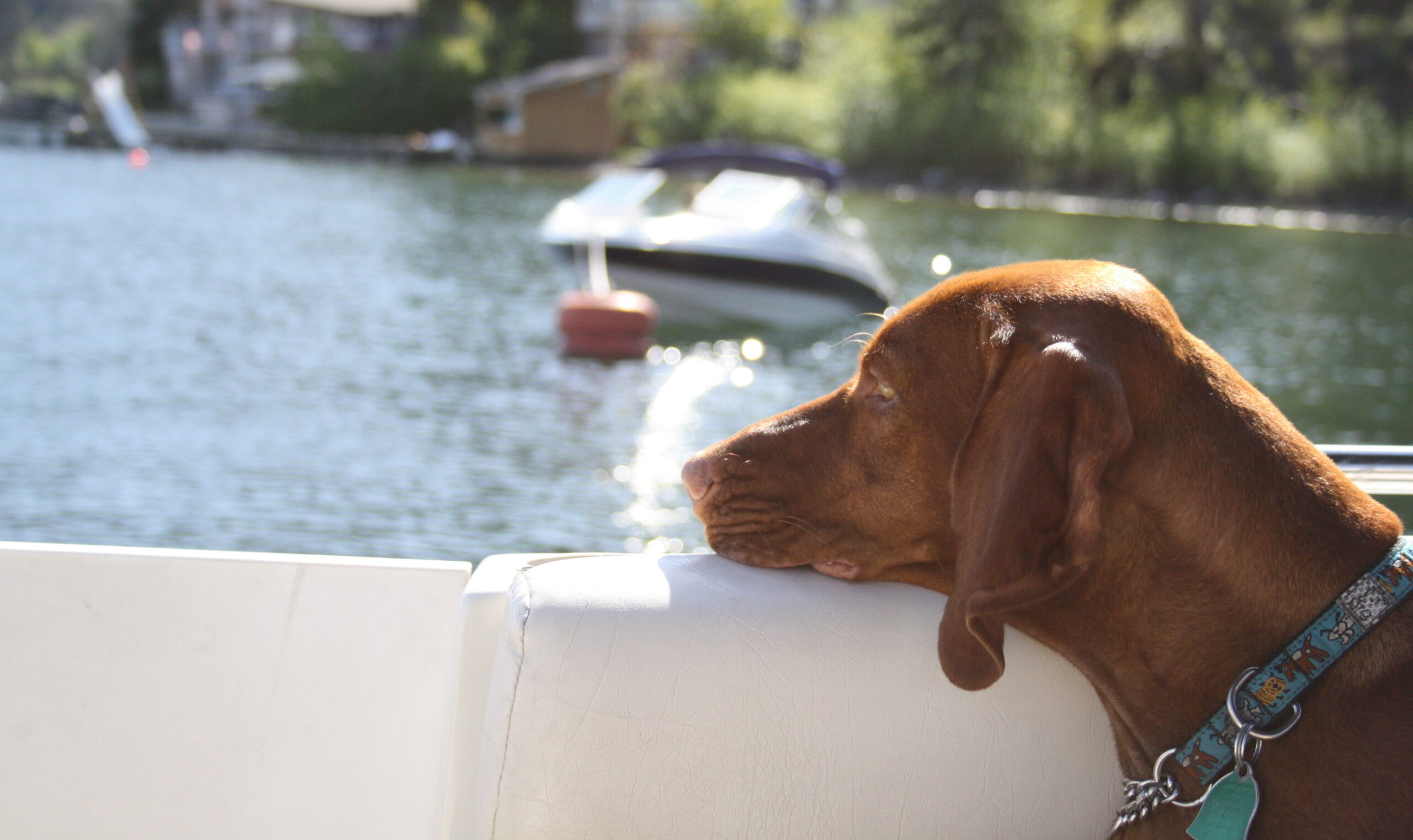 tips for boating with dogs