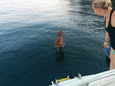 dog swimming by boat