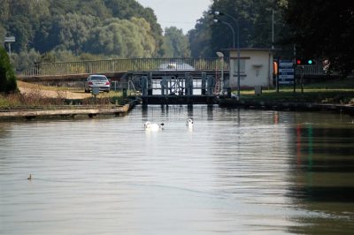 swans-swimming-canal-lock