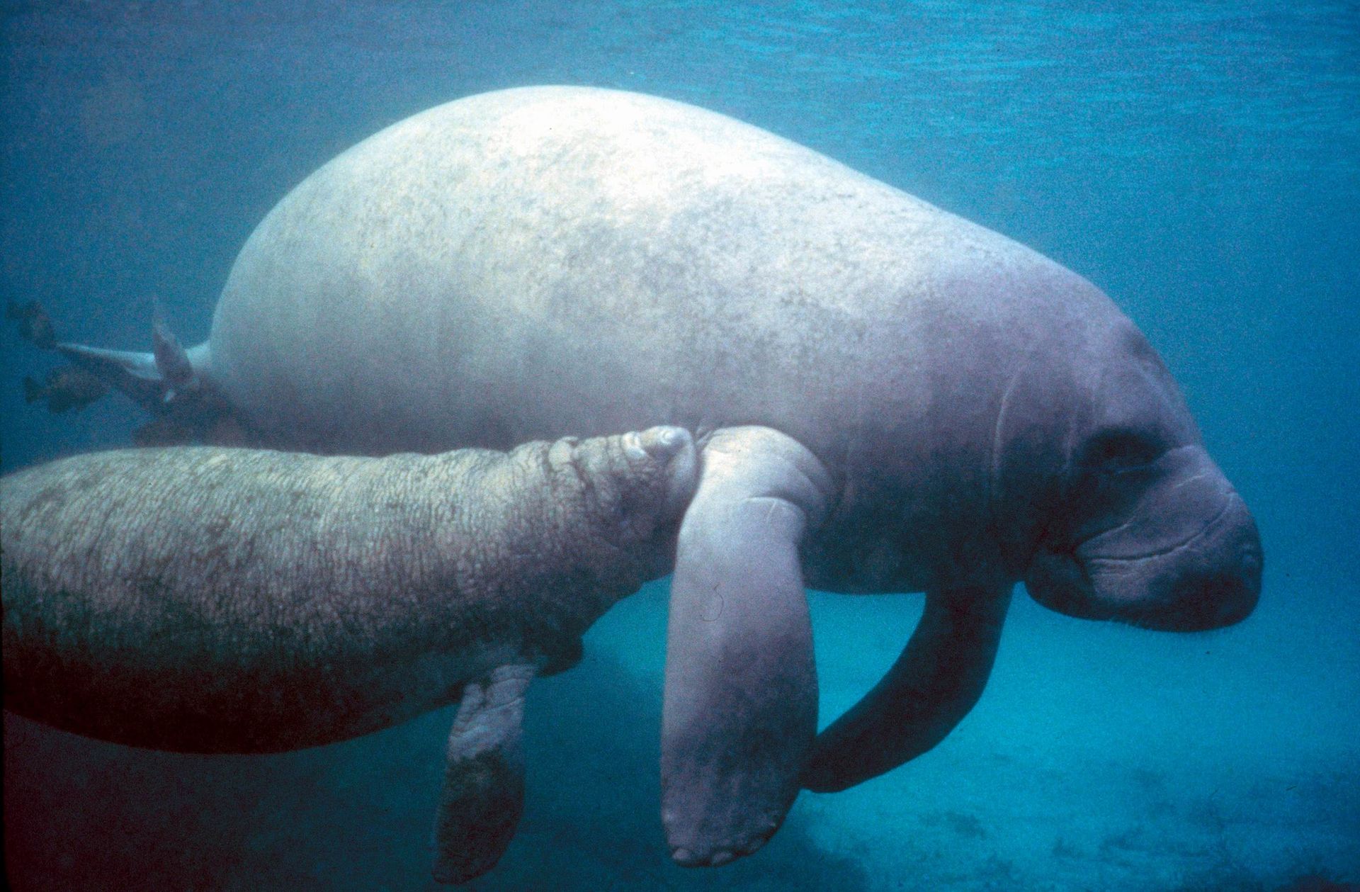 adorable manatees