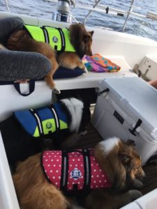 dogs boats