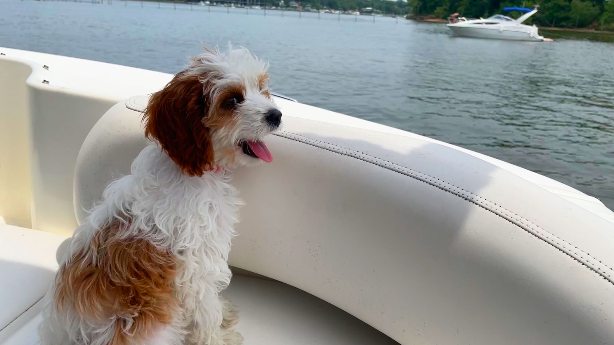 https://www.myboatlife.com/wp-content/uploads/2021/07/boat-dog-gear.jpg