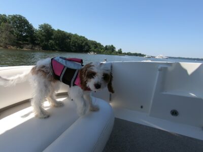 boat dog