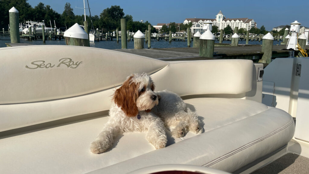 dog friendly marina