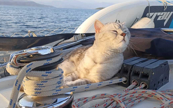 sailing cat