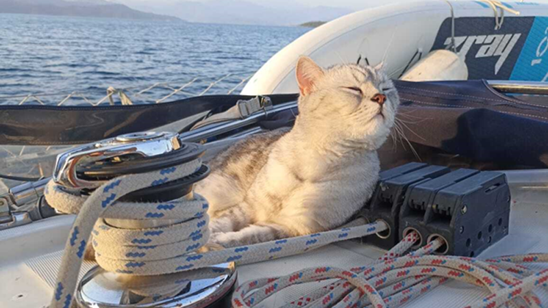 cat on sailboat