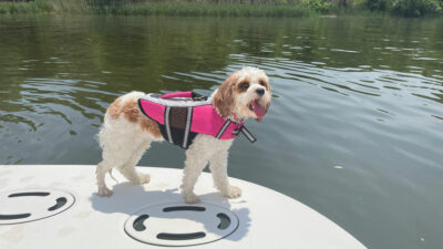 boat dog life jacket