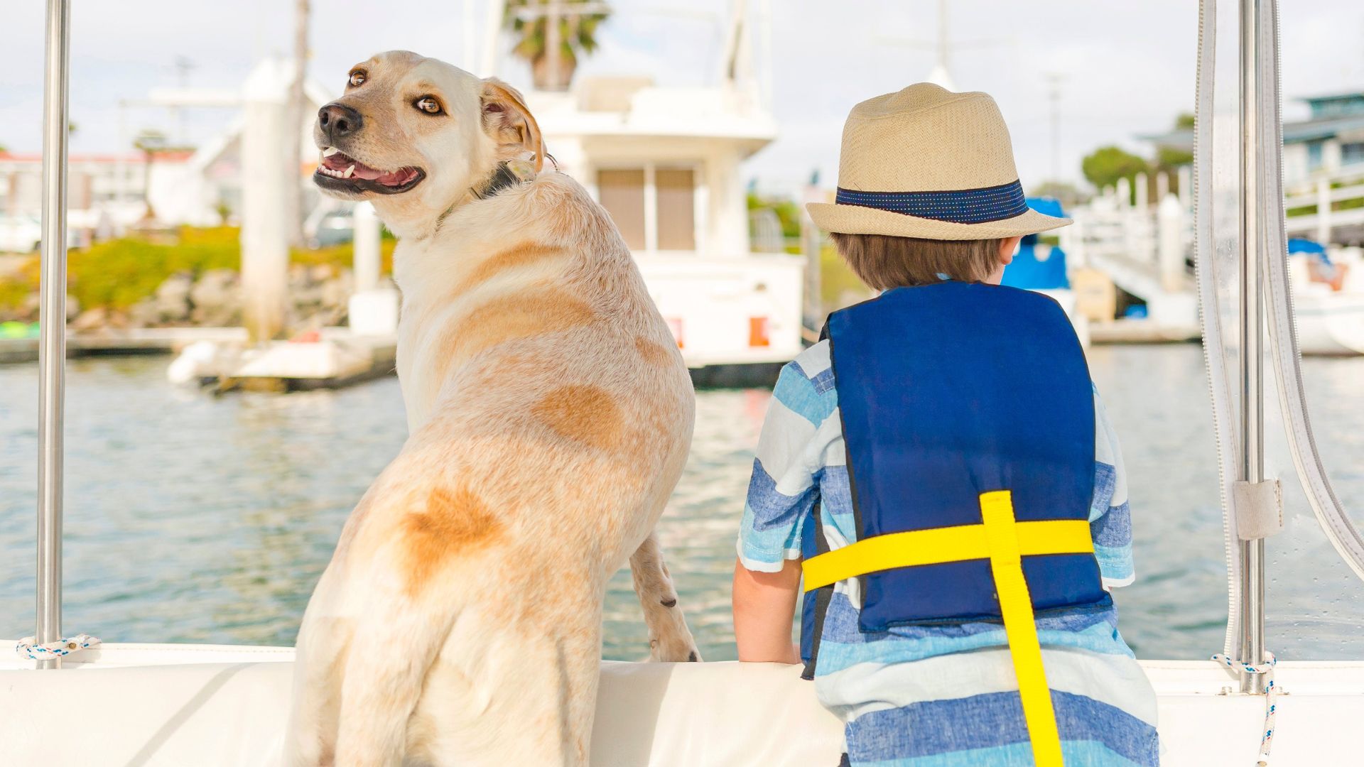 boat dog